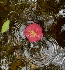 A camellia blossom floating down a gentle stream in the rain