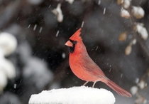 A cardinal stands on a snow-covered perch on  November  in Lawrence Kansas United States of America Photo credit Orlin Wagner  AP Photo 
