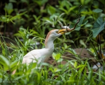 A Cattle Egret enjoys frog legs as well as the rest 