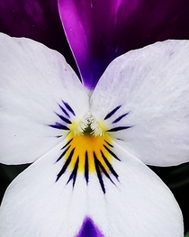 A close up shot to this beautiful colourful Viola