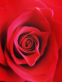 A close up shot to this beautiful red rose