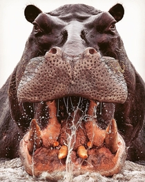 A Closeup image of a Hippo