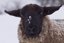 A cold sheep 
