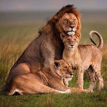 A complete family Lions