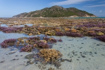 A coral garden The lowest tide I have ever seen at Lizard Island on the Great Barrier Reef 