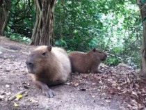 A couple of Capybaras Worlds largest rodent  OC