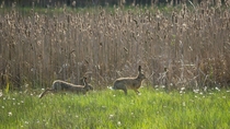 A couple of European Rabbits Oryctolagus cuniculus in Minden Germany 