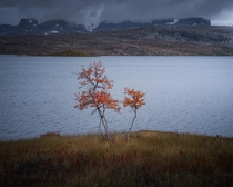 A couple of trees at Hardangervidda National Park Norway 