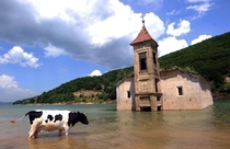 A cow walks through water in front of the submerged St Nicholas Church in Mavrovo Lake Republic of Macedonia The church was intentionally flooded in  during the creation of an artificial lake designed to supply water to a local power plant Robert Atanasov