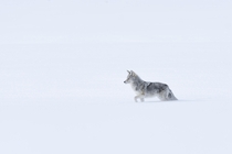 A Coyote traversing Yellowstone National Parks Lamar Valley in deep winter