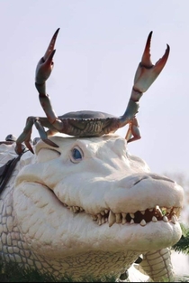 A crab riding an Albino CrocodileNatures Live Helmet
