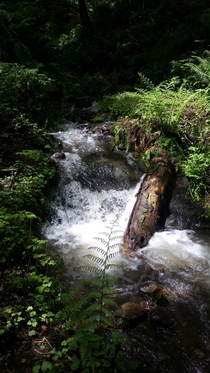 A Creek in Washington Statex
