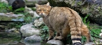 A cretan wild cat or fourogatos in of course the island of Crete Greece Sorry for indecent quality still wanted to share