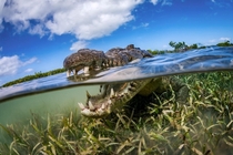 A crocodile cruises by photographer Fabrice Dudenhofer in Cubas Jardines de la Reina or Gardens of the Queen 