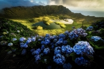 A Crown in the OceanWild Hortensias on the rim of Caldeiro on the remote island of Corvo Azores Portugal 