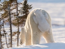 A cub hitching a ride on mother polar bear Wapusk National Park Canada