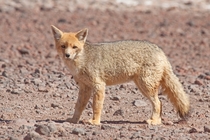A culpeo Lycalopex culpaeus or Andean fox near the border between Bolivia and Chile 