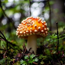 A cute little fly agaric Amanita muscaria in Mount Revelstoke National Park BC Canada 