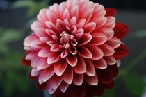 A Dahlia that I shot at Tower Hill Botanical Gardens in MA back in 