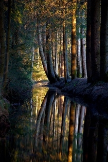 A dark forest in Bavaria Germany 