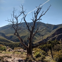 A dead tree and a beautiful view Tonto National Forest AZ 