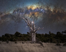 A dead Ttara tree under the galactic core Banks Peninsula Canterbury New Zealand 