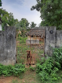 A dog stands by the gate of an abandoned house South India