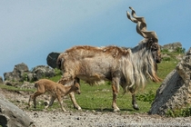 A dominant male Markhor followed by a young one  This stunning wild goat species is threatened by overhunting and competition with livestock for food It can be found in protected areas within the mountain ranges of Central Asia