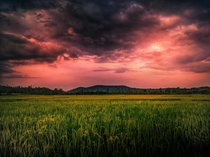A dramatic sunset over our paddy field