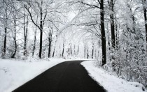 A drive through winter woods 