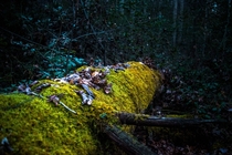 A fallen tree claimed by moss 