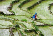 A farmer walks past rice paddy fields at Khokana Nepal 