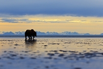 A female grizzly bear patrolling the beaches of the Greater Lake Clark National Park area with Alaskas ubiquitous mountains providing an iconic backdrop across the strait Andy Skillen 