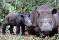 A female Sumatran rhino named Ratu walks with her newborn calf at Kambas National Park in Lampung Indonesia