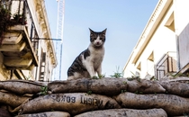 A feral cat on a sandbag barricade in the UN-controlled buffer zone separating the divided city of Nicosia Cyprus February    Photo by Iakovos Hatzistavrou