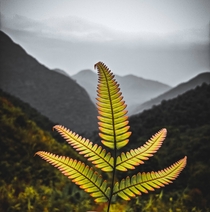 A fern and the Hills of Khatarshnong Sohra Meghalaya India  x
