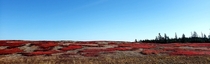 A field of wild blueberries turned red for autumn Nova Scotia 
