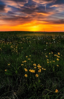 A field of wildflowers in Grasslands National Park Saskatchewan 