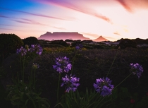 A fiery golden hour outside of Cape Town South Africa with Table Mountain looming in the background 