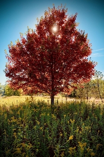 A fiery tree - New Cumberland PA 