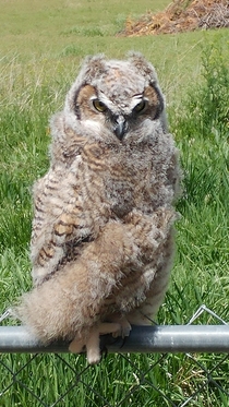A fledgling great honed owl perched on my fence She let me pet her