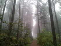 A foggy day along a forest road Nanaimo BC 