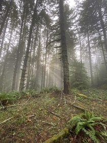 A foggy day in the Oregon Coast Range Blachly Oregon  x
