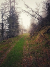 A forest in South Tyrol on a foggy day - 