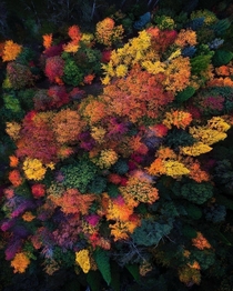A forest of colour at Mount Wilson Australia captured by Jay Daley 