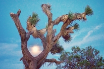 A full moon caught between branches Joshua Tree CA 