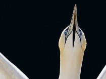A Gannet Bird saying NOPE 
