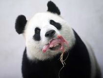 A giant panda named Hao Hao holds her newborn baby in her mouth at the Pairi Daiza zoo in Brugelette Belgium on Thursday June  