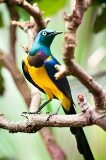 A Golden Breasted Starling