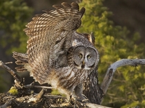 A great gray owl sweeps its wing in Yellowstone National Park in response to a nearby raven 